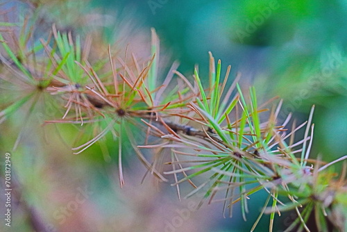 Modrzew Larix Laricoideae iglaste photo