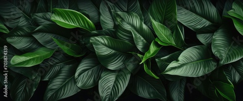 The leaves of Spathiphyllum cannifolium, abstract dark green surface, natural background, tropical leaves