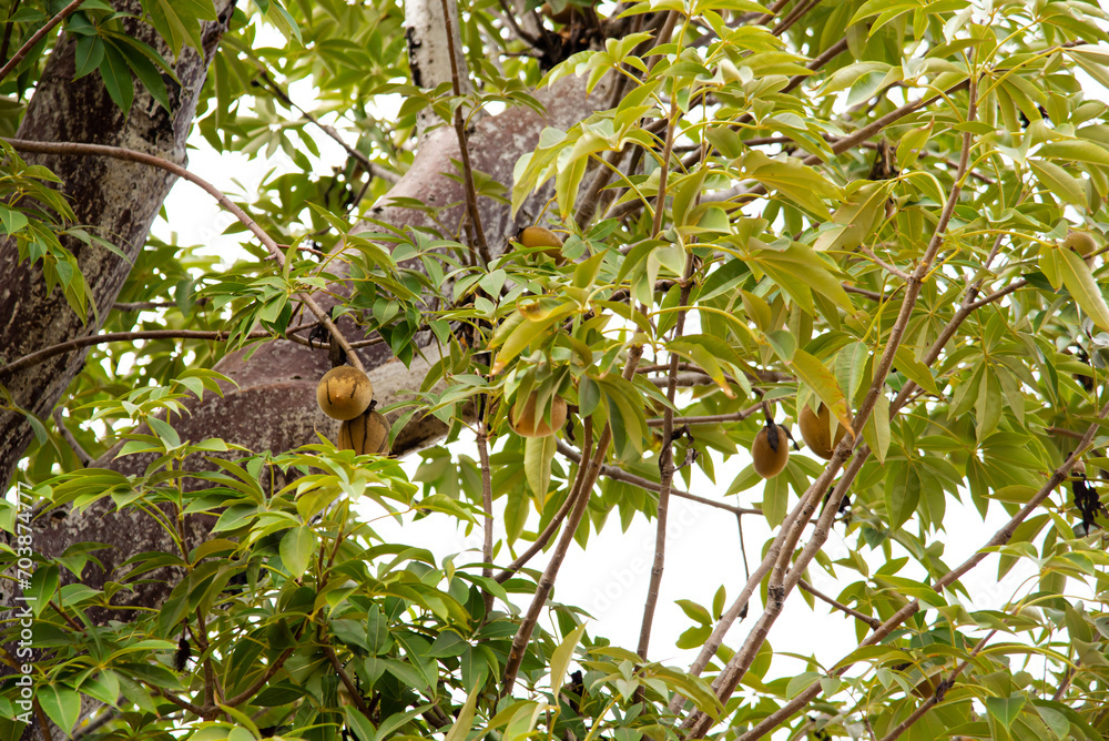 Huge branch with lush green leaves and hanging fruits of baobab tree, symbol of African jungle, upside down tree produce nutrient dense fruit natural shelf life of 3 years in dry season Huge branch with lush green leaves and hanging fruits of baobab tree, symbol of African jungle, upside down tree produce nutrient dense fruit natural shelf life of 3 years in dry season