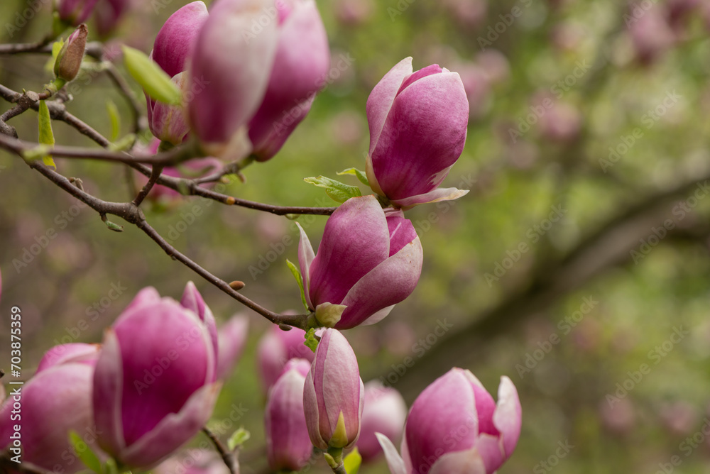 Beautiful pink magnolia flowers close up. Jentle magnolia flower against sunset light. Romantic creative toned floral background. Beautiful pink magnolia flowers close up. Jentle magnolia flower against sunset light. Romantic creative toned floral background.
