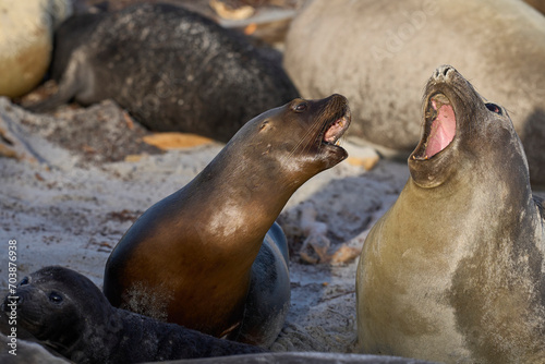 Southern Sea Lion (Otaria flavescens) trying to abduct a Southern Elephant Seal pup (Mirounga leonina) on Sea Lion Island in the Falkland Islands. photo