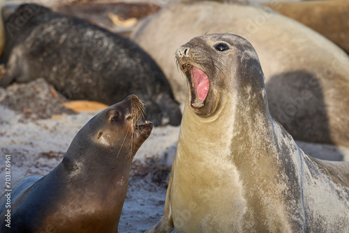 Foto Southern Sea Lion (Otaria flavescens) trying to abduct a Southern Elephant Seal pup (Mirounga leonina) on Sea Lion Island in the Falkland Islands