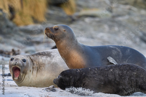 Southern Sea Lion (Otaria flavescens) trying to abduct a Southern Elephant Seal pup (Mirounga leonina) on Sea Lion Island in the Falkland Islands.