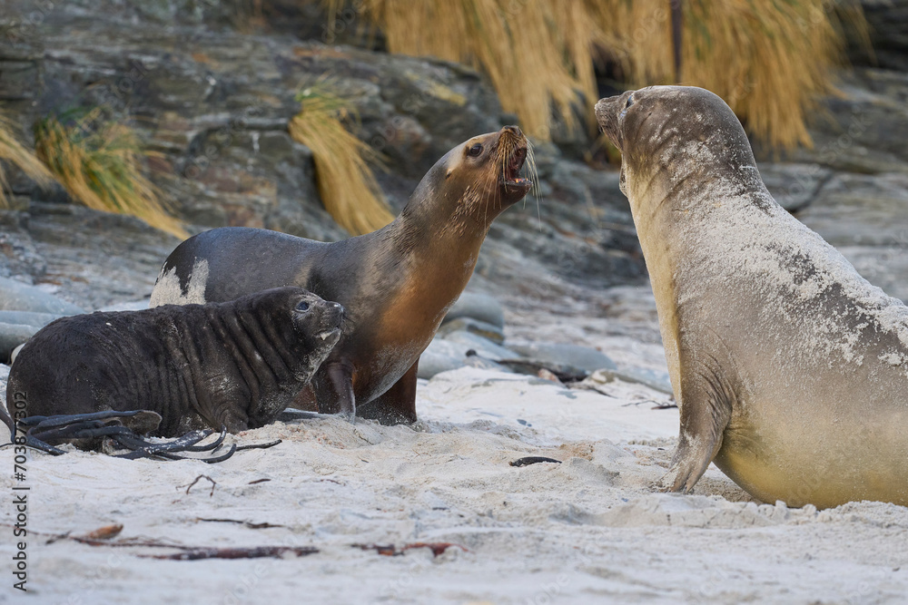Fototapeta premium Southern Sea Lion (Otaria flavescens) trying to abduct a Southern Elephant Seal pup (Mirounga leonina) on Sea Lion Island in the Falkland Islands.