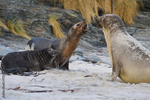 Southern Sea Lion (Otaria flavescens) trying to abduct a Southern Elephant Seal pup (Mirounga leonina) on Sea Lion Island in the Falkland Islands.