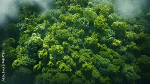 Emerald Canopy: Aerial Forest View © Suryani