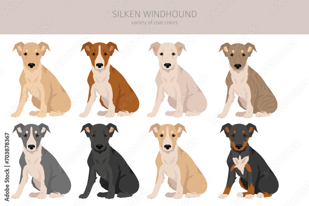 Silken Windhound puppies clipart. All coat colors set.  All dog breeds characteristics infographic