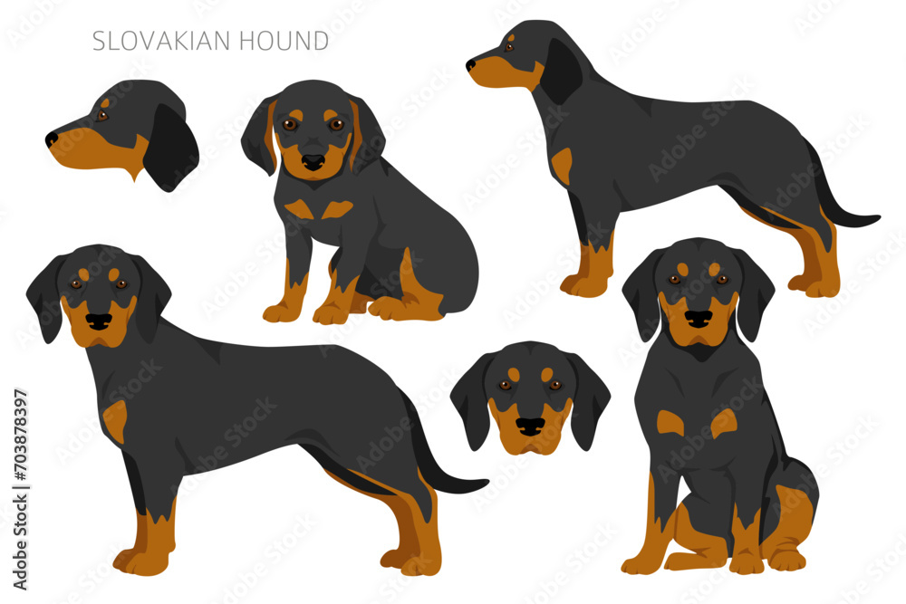 Slovakian hound coat colors, different poses clipart