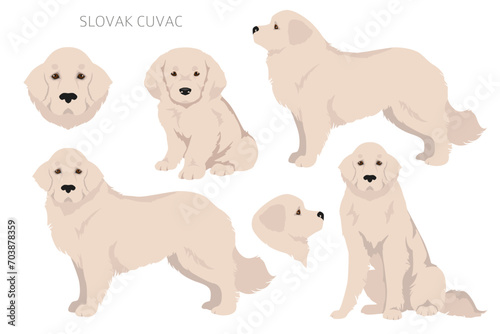 Slovak Cuvac coat colors, different poses clipart
