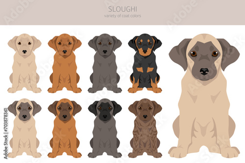 Sloughi puppies coat colors, different poses clipart