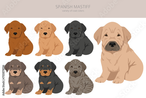 Spanish Mastiff puppies coat colors, different poses clipart