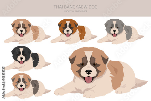 Fototapeta Naklejka Na Ścianę i Meble -  Thai Bangkaew dog puppies clipart. All coat colors set.  All dog breeds characteristics infographic