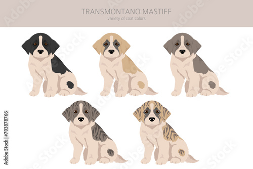 Transmontano Mastiff puppies clipart. All coat colors set.  All dog breeds characteristics infographic photo