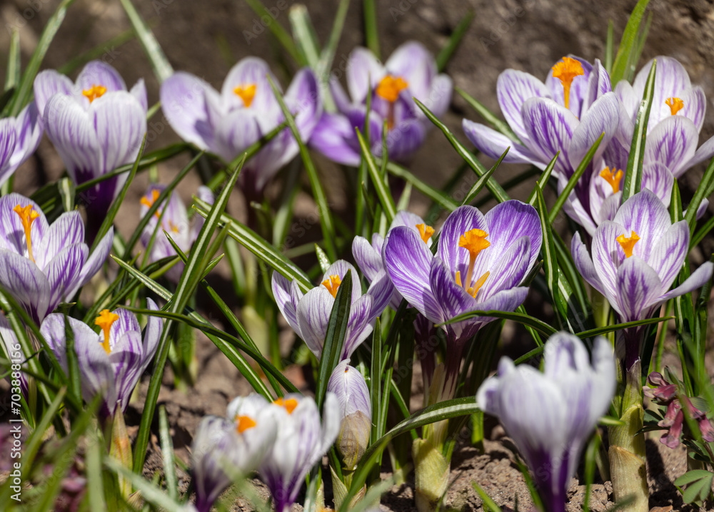 Group of purple crocuses