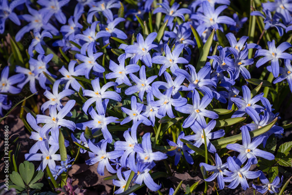 Scilla luciliae