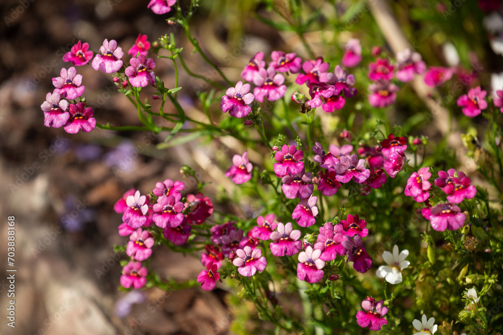 Nemesia