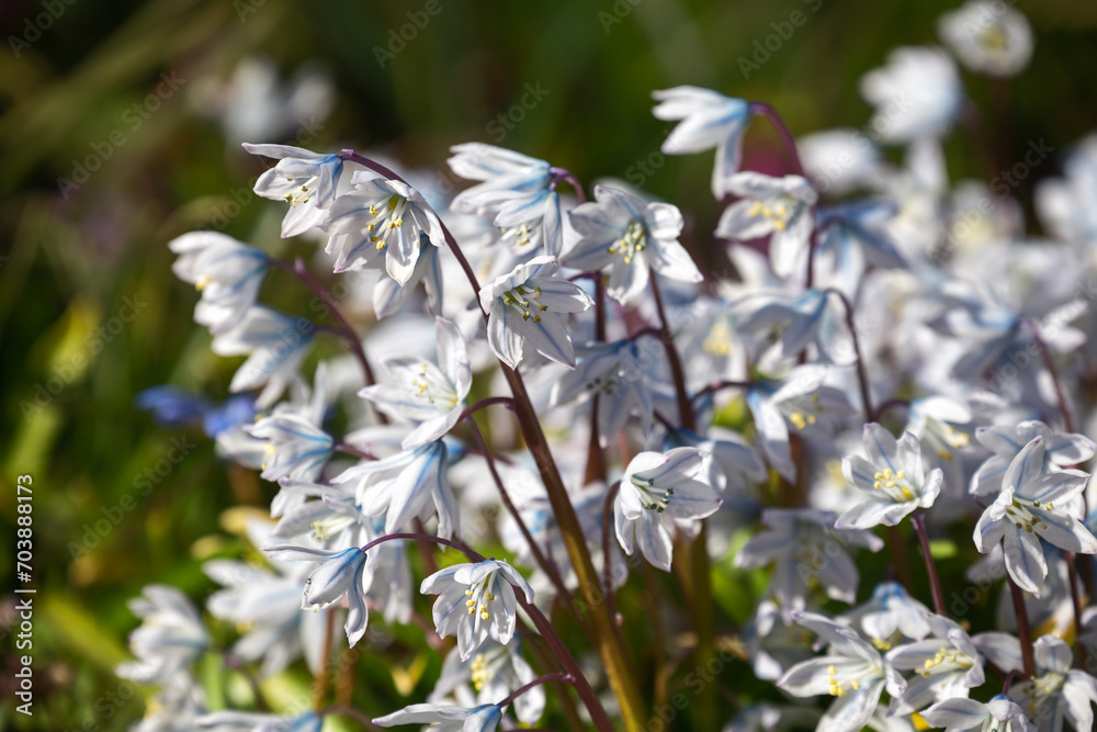 Scilla mischtschenkoana