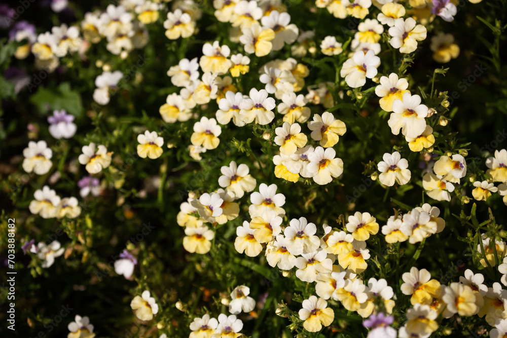 Nemesia with yellow flowers