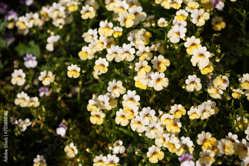 Obraz na płótnie Nemesia with yellow flowers w salonie