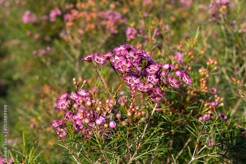 Obraz premium Pink wax flowers in a flower farm