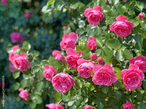 Rosebush beautiful pink rose flowers.
