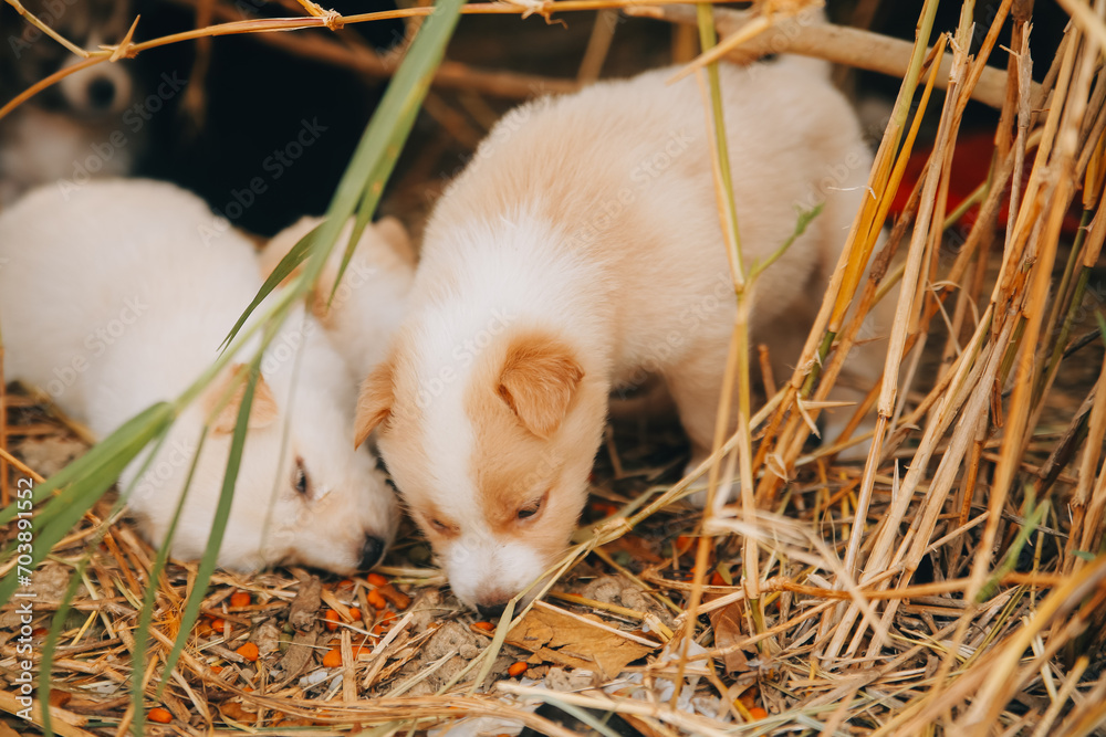 There are many puppies in the forest