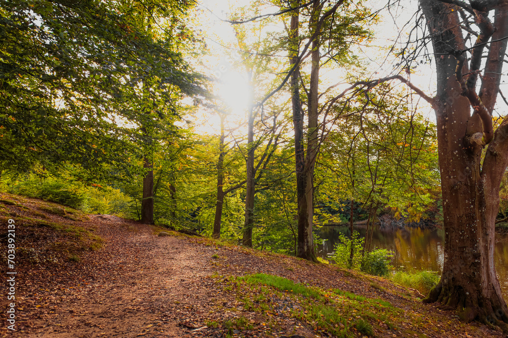 Fototapeta premium Autumn forest in Sweden.