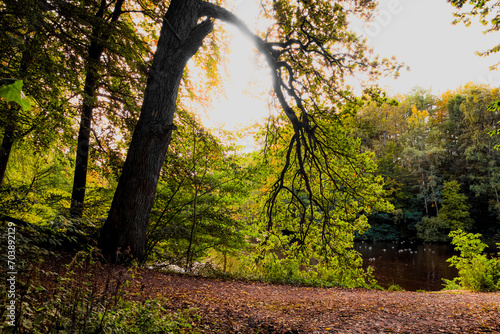 Autumn forest in Sweden.
