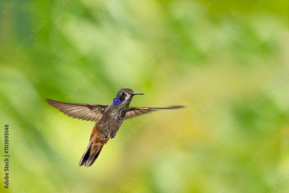 Fototapeta premium A Brown Violetear hummingbird flying in the rainforest with wings spread