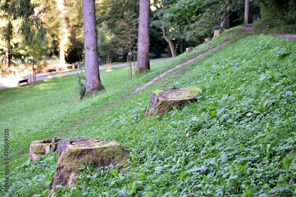 View of old stumps after felled trees in the park