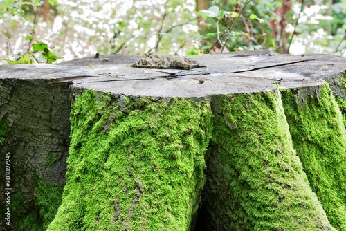 Obraz na płótnie Overgrown and rotting tree stumps in a forest park on a mowed meadow w salonie