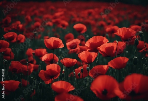 Red poppies on black background Remembrance Day Armistice Day symbol