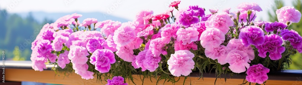 Beautiful pink purple Carnations decorative balcony flowers in a flower pot hanging on a balcony terrace fence close up
