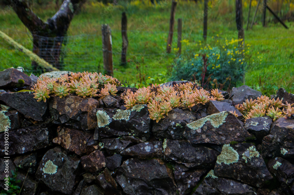 Fototapeta premium moss and Succulent plant on a rock