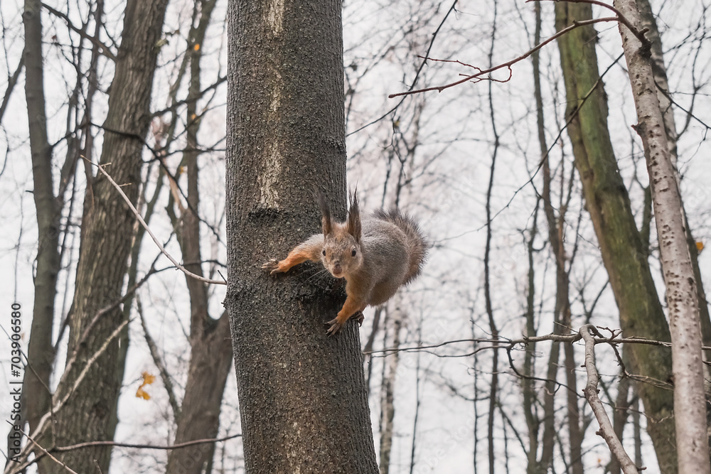 squirrel sitting on a tree in an interesting pose squirrel sitting on a tree in an interesting pose