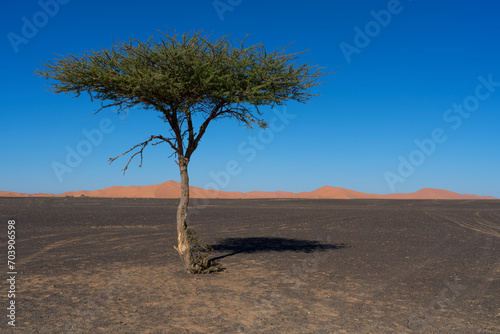 Fototapeta Naklejka Na Ścianę i Meble -  Tree in Merzouga desert