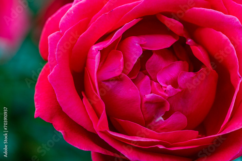 薔薇園のバラ（ひおうぎ・緋扇）