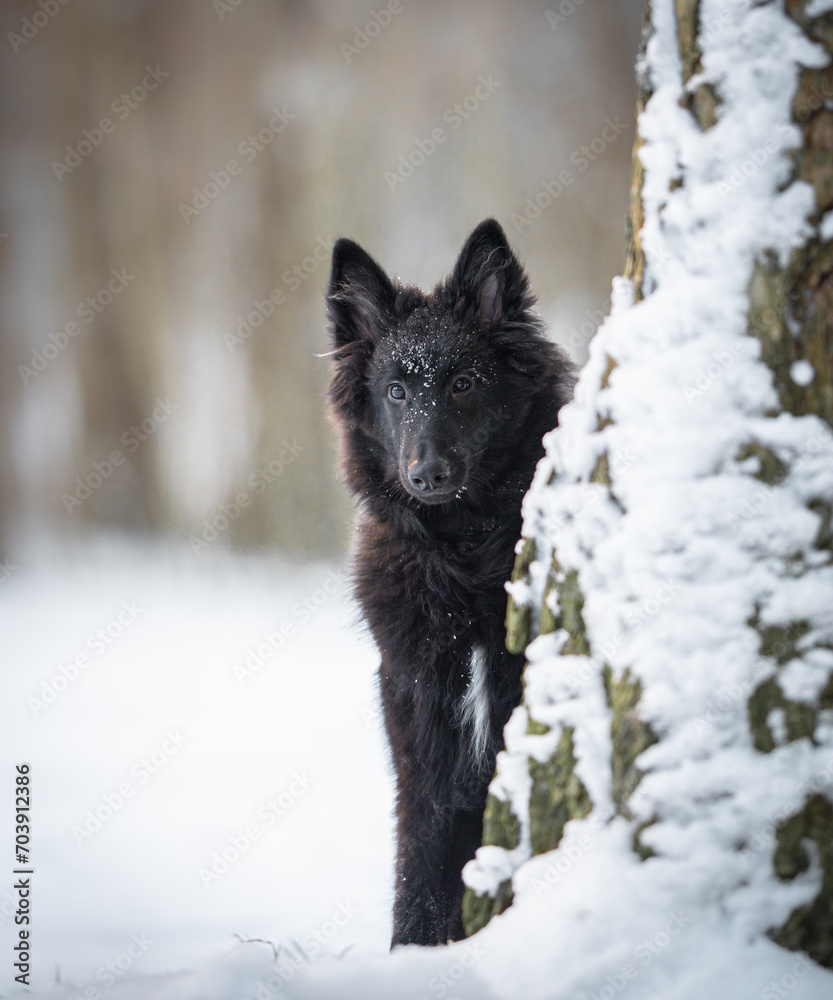 Naklejka premium Beautiful groenendael belgian portrait outdoor in the snow, winter mood and blurred background 