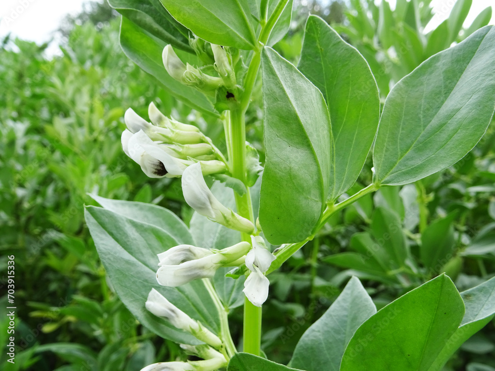 Fototapeta premium Bean plants in natural conditions, flowering and fruit ripening, growing beans