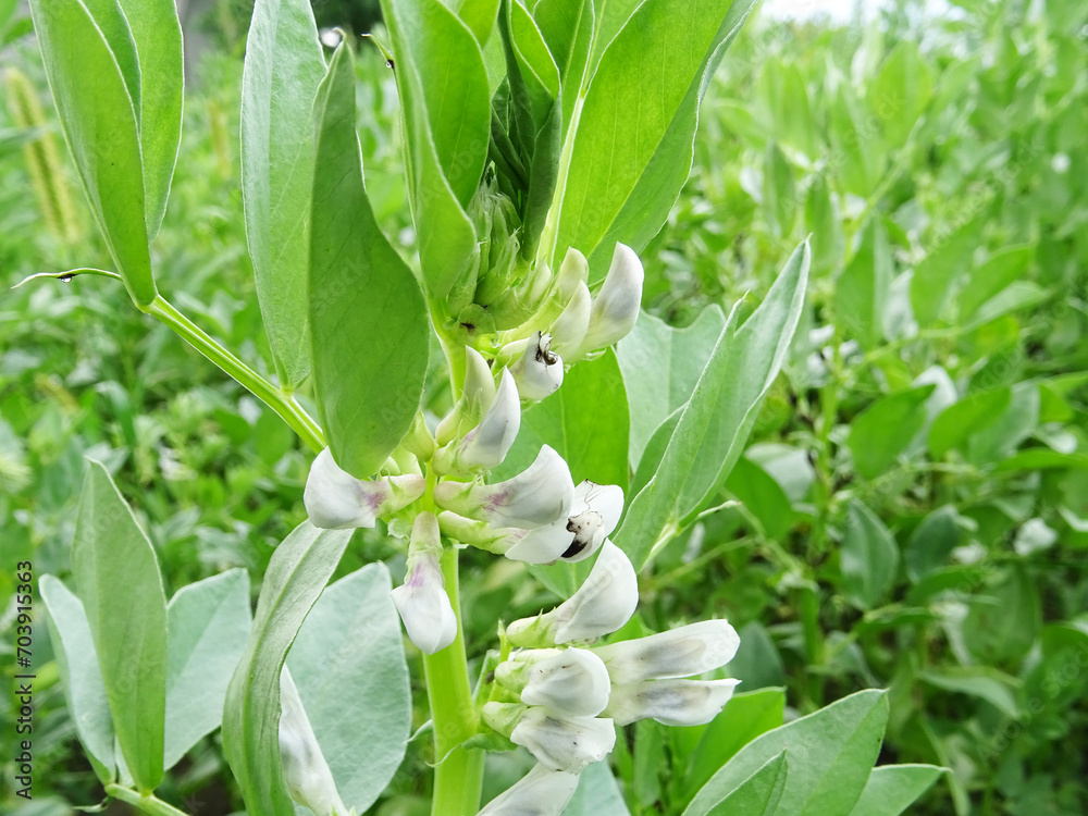 Obraz premium Bean plants in natural conditions, flowering and fruit ripening, growing beans