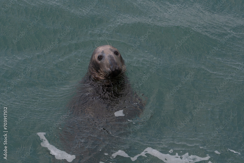 Obraz premium Phoque gris dans la mer sur la côte bretonne-France