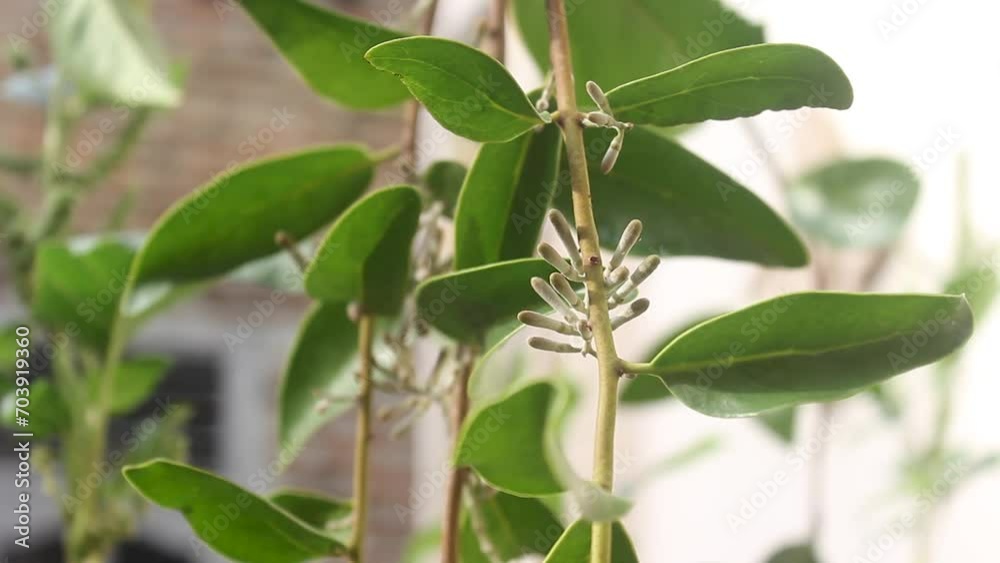 video up close, benalu tree or Loranthus, attached to another tree. video up close, benalu tree or Loranthus, attached to another tree.