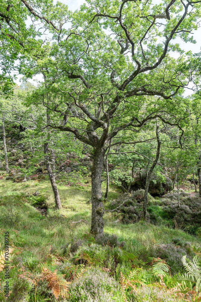 Sun and shadows in Glenborrodale Nature Reserve Sun and shadows in Glenborrodale Nature Reserve