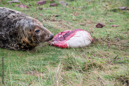 Grey Seal female and still born pup the grass at St Abbs Head, Scotland, UK