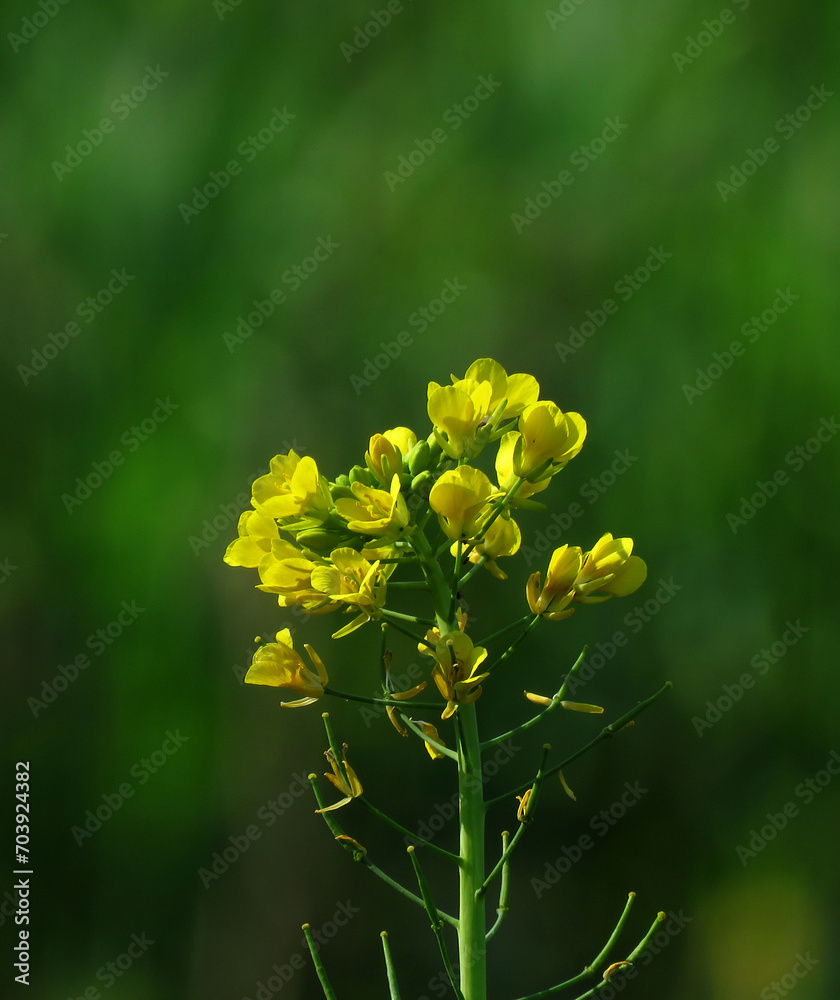 Mustard yellow flowers on a green background. Mustard flowers.