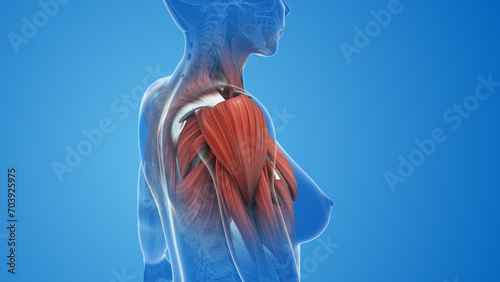 Female shoulder muscle pain and injury photo
