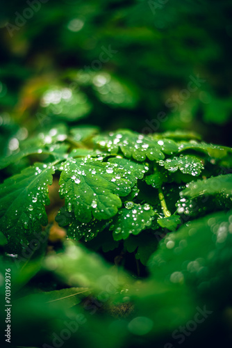 Krople rosy na zielonych liściach © robertpstryka