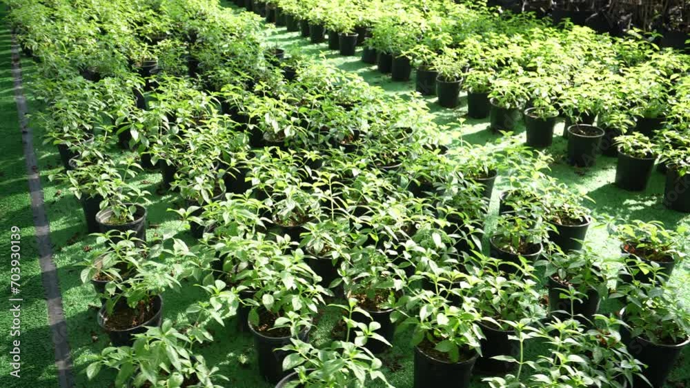 potted plants on floor potted plants on floor