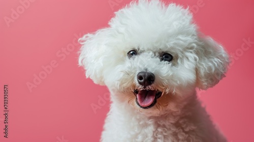 Whimsical Convergence, A Playful Poodle Shines in Blush Pink, Showing Its Grinning Muzzle