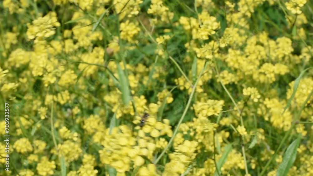 Field with blooming colza grass. The wind sways the yellow colza flowers on which a bee has landed. Field with blooming colza grass. The wind sways the yellow colza flowers on which a bee has landed.